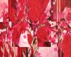 Iris rouge