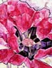 Coquelicot rose