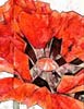 Coquelicot orange