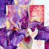 Iris mauve