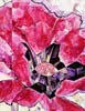 Coquelicot rose - 89cm x 116cm